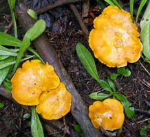 Here are the prized golden Chanterelles just as they grow. 